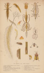 Elmefluen, Sialis lutarius (litho) af English School