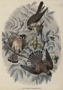 Den amerikanske Sparrow-Hawk (farvet gravering) af English School