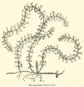 The American Water-weed (gravering) af English School