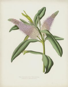 Anderson Veronica, Veronica Andersonii af English School