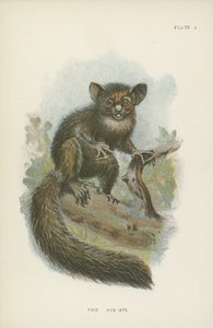 Aye-Aye af English School