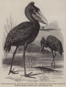 Balaeniceps rex, eller Stork of the White Nile, for nylig tilføjet til Zoological Society