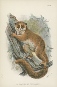 Den sortørede mus-lemur af English School