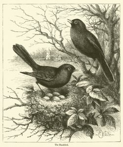 The Blackbird (gravering) af English School