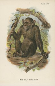 Den skaldede chimpanse af English School