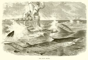 Den blå haj af English School