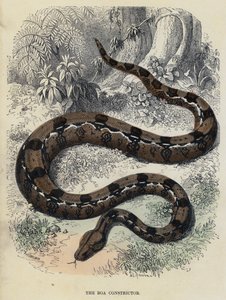 The Boa Constrictor (farvet gravering) af English School