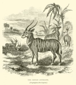 Bongo-antilopen, Trogelaphus albo-virgatus (gravering) af English School