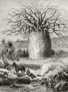 The Bottle Tree, fra 
