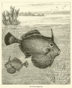 Der Borstige Drückerfisch von English School