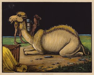 Kamelen (farvelitografi) af English School