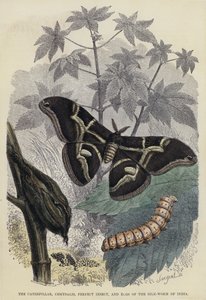 The Caterpillar, Chrysalis, Perfect Insect, and Eggs of the Silk-orm of India (farvet indgravering) af English School