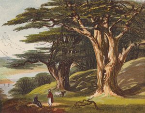 Libanons cedertræer (farvelitografi) af English School