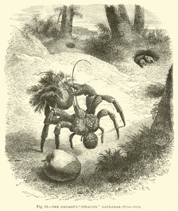 The Cocoanut-stealing Land-crab, Birgus latro  af English School