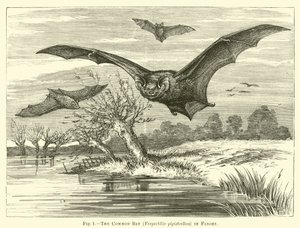 Flagermusen, Vespertilio pipistrellus, på flugt af English School
