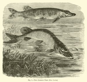 Almindelig gedde, Esox lucius af English School