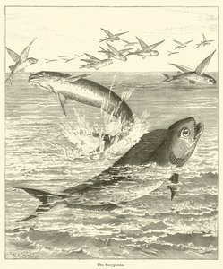 Coryphene (gravering) af English School