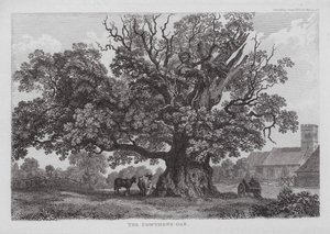 Die Cowthope-Eiche
