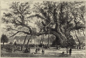 The Cowthorpe Oak af English School