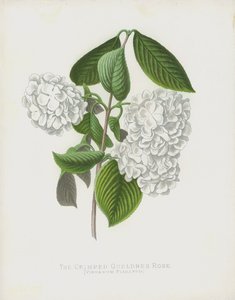 Den krøllede Gueldres-rose, Viburnum Plicatum; var Dilatata af English School