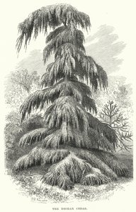 Deodar Cedar (gravering) af English School