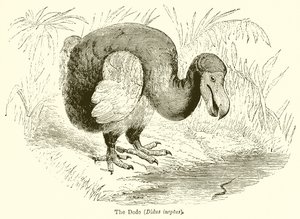 Dodo (Didus Ineptus) af English School