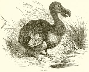 Dodo