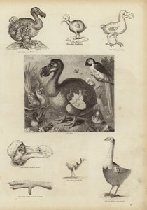 Dodo