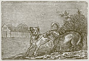 Hunden og ulven (kobberstik) af English School