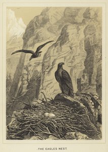 Ørnereden af English School