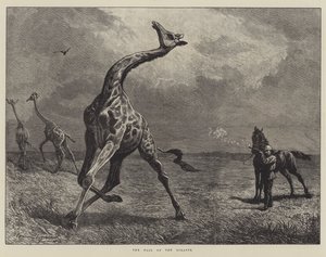 Giraffens fald (gravering) af English School