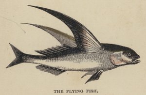 The Flying Fish (farvet indgravering) af English School