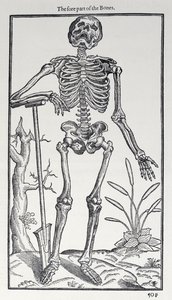 The Fore Part of the Bones, plade fra The Historie of Man udgivet af John Banister (1540-1610), 1578 af English School