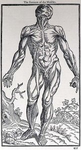 The Forepart of the Muscles, plade fra 