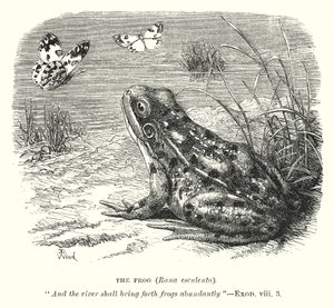 The Frog (Rona Esculenta) (engraving) af English School
