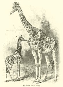 Giraffen og dens unge af English School