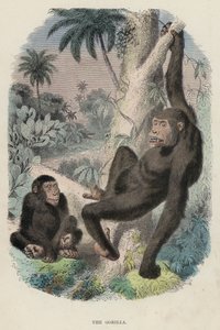 Gorillaen (farvet gravering) af English School