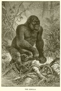 Gorillaen af English School