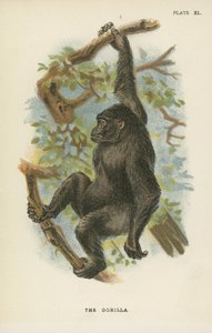 Gorillaen af English School