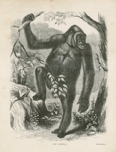 Gorillaen, frontispice for udforskninger og eventyr i Ækvatorialafrika af Paul B du Chaillu