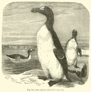 The Great Auk, Alca impennis  af English School