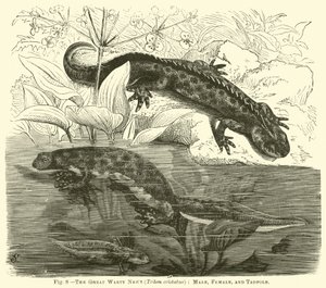 The Great Warty Newt (Triton cristatus), han, hun og haletuds af English School