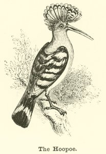 Hoopoen af English School