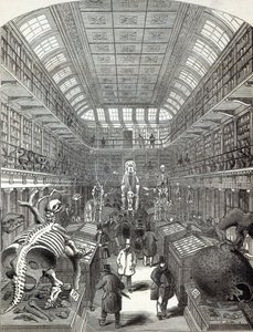 The Hunterian Museum, ved Royal College of Surgeons, fra 