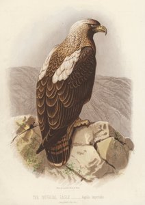 Den kejserlige ørn, Aquila Imperialis (farvelitografi) af English School