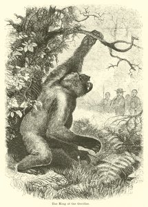 Gorillaernes konge af English School