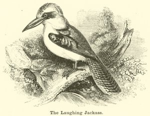 The Laughing Jackass af English School