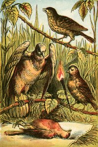 Linnet, Duen og Cock Robin af English School