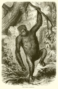 Den mandlige gorilla af English School