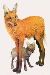 Maned Wolf, fundet i Sydamerika af English School